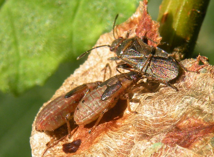 Lygaeidae e Rhopalidae dell''Emilia (RE)